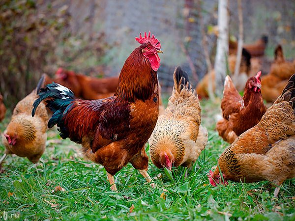 Породы куриц | ЗооТом - продажа, вязка и услуги для животных в Красном Куте