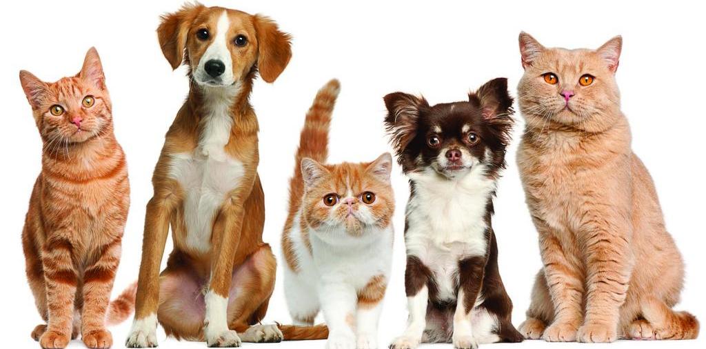 Доска объявлений о животных | ЗооТом - продажа, вязка и услуги для животных в Красном Куте