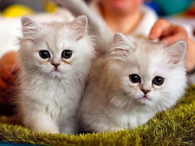 Породы кошек в Красном Куте | ЗооТом портал о животных