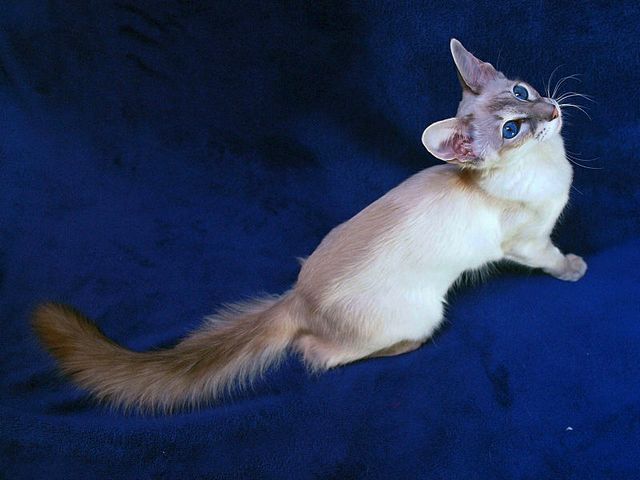 Выведенные породы кошек в Красном Куте | ЗооТом портал о животных