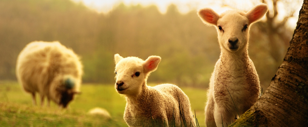Объявления о сельскохозяйственных животных | ЗооТом - продажа, вязка и услуги для животных в Красном Куте