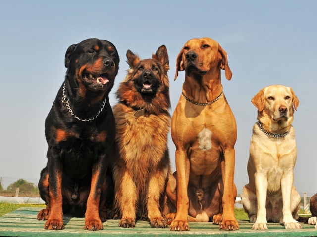 Крупные породы собак в Красном Куте | ЗооТом портал о животных